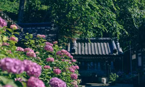 Ngắm hoa cẩm tú cầu khoe sắc tại chùa Honkoji, Nhật Bản