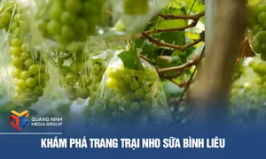 Khám phá trang trại nho sữa Bình Liêu