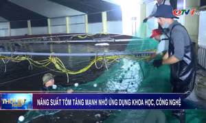 Năng suất tôm tăng mạnh nhờ ứng dụng khoa học, công nghệ