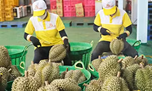 Xuất khẩu giảm mạnh, cách nào sầu riêng trở lại ‘ngôi vương’?