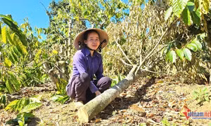Người phụ nữ đơn thân khóc nghẹn bên vườn cây ăn quả liên tiếp bị chặt phá