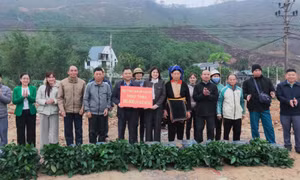 Trao tặng hơn 150.000 cây quế giống cho nông dân huyện Ba Chẽ