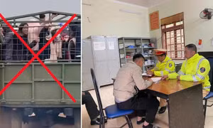 Tài xế chở người trên thùng xe ngắm hoa mận ở Sơn La