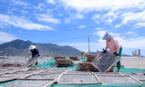 Mùa phơi cá cơm ở biển Cà Ná