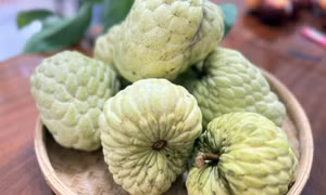 Thu hơn 10 tỷ đồng mỗi năm từ vườn na 'hoàng hậu'