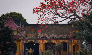 Thăm làng quê Thái Bình mùa hoa gạo nở