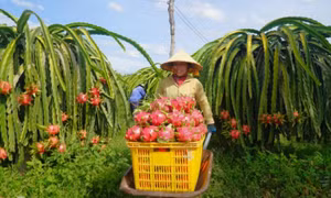 Thanh long vượt sầu riêng, dẫn đầu kim ngạch xuất khẩu