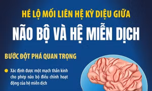 Hé lộ mối liên hệ kỳ diệu giữa não bộ và hệ miễn dịch