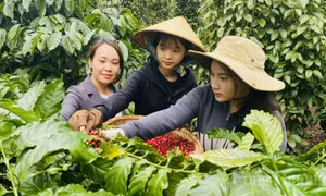 Xuất khẩu cà phê 11 tháng năm 2024 thu về 4,84 tỷ USD