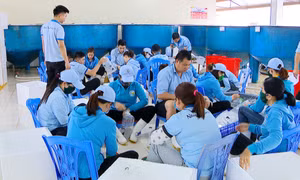 Công ty TNHH Việt Úc Quảng Ninh: Nỗ lực cán đích trên 1 tỷ con giống tôm thẻ chân trắng