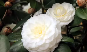Thú chơi trà cổ