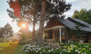 Ăn chơi ở Mộc Châu mùa hoa mận