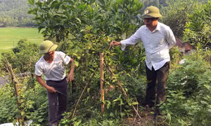 Đẩy mạnh phát triển kinh tế dưới tán rừng