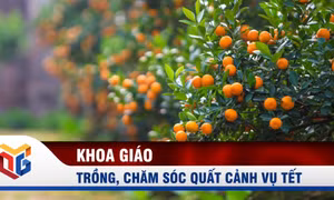Kỹ thuật trồng, chăm sóc quất cảnh vụ Tết