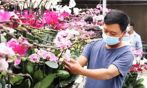 Làng hoa, cây cảnh rộn ràng vào vụ Tết