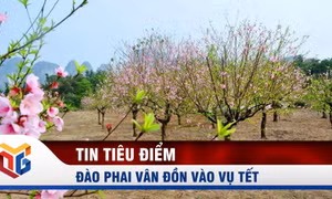 Đào phai Vân Đồn vào vụ Tết