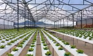 Chính phủ ra quyết định thành lập Khu nông nghiệp ứng dụng công nghệ cao Quảng Ninh