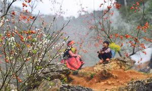 Mùa hồng trĩu quả ở bản Ôn, Mộc Châu