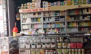 Nhập khẩu mỗi loại thuốc thú y không đạt tiêu chuẩn chất lượng bị phạt đến 15 triệu đồng