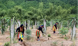 Phát huy vai trò chủ động trong phát triển kinh tế và xây dựng gia đình ấm no, hạnh phúc