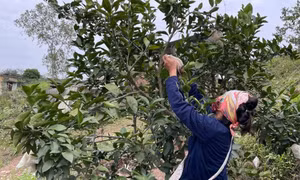 Cẩm Phả: Nhiều giải pháp giảm nghèo bền vững
