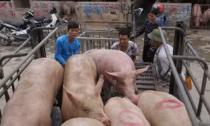 Giá lợn hơi tăng nhanh trở lại