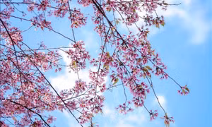 Ngắm hoa Tớ Dày bung nở trên núi rừng Tây Bắc