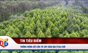 Trồng rừng gỗ lớn từ cây bản địa ở Ba Chẽ