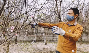 Vân Đồn: Hỗ trợ nông dân tiêu thụ nông sản 