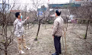 Đào Vân Đồn vào vụ Tết 