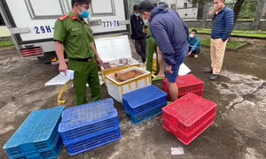 Bắt 2 vụ vận chuyển pháo nổ và động vật hoang dã quy mô lớn