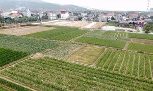 TX Đông Triều: Nông dân đổi mới phương thức canh tác