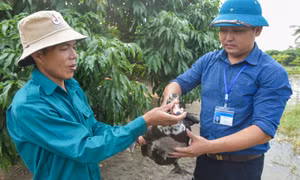 Sử dụng hiệu quả nguồn quỹ hỗ trợ nông dân