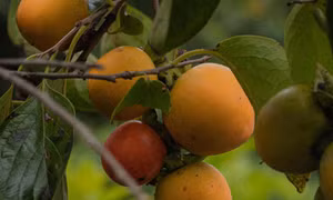 Mùa hồng Đà Lạt
