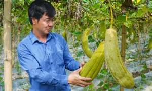 Người đưa sản phẩm xơ mướp “made in Việt Nam” ra thị trường quốc tế