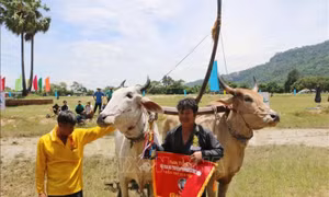 Tưng bừng lễ hội đua bò truyền thống của đồng bào Khmer