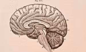 Não người mang tế bào miễn dịch giúp ta tách biệt khỏi loài linh trưởng, nhưng đồng thời cũng là điểm yếu