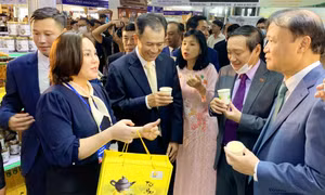 Phát triển vùng nguyên liệu Trà hoa vàng ở Ba Chẽ
