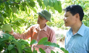 TX Đông Triều: Dân vận khéo trong xây dựng nông thôn mới kiểu mẫu