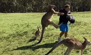 Hy hữu kangaroo tấn công người gây tử vong tại Australia