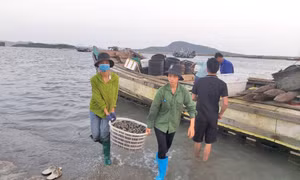 Phát triển nuôi trồng thủy sản trên biển Quảng Ninh xứng với tiềm năng lợi thế