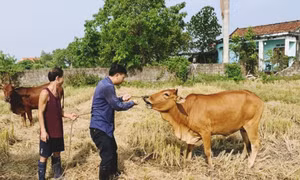 TP Móng Cái: Chủ động phòng dịch bệnh trên gia súc, gia cầm
