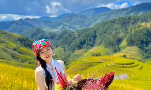 Mùa vàng Mù Cang Chải