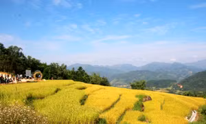 Ruộng bậc thang: Nguyên liệu "vàng" cho phát triển du lịch 