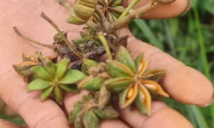 Mùa hồi Bình Liêu