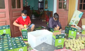 “Mùa vàng” của những ông chủ vườn na Đông Triều