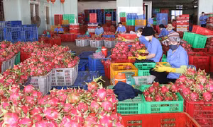 Xuất nhập khẩu hàng hóa: Vượt qua khó khăn, nỗ lực tìm lại đà tăng trưởng