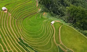 Bức tranh thiên nhiên trên ruộng bậc thang Mù Cang Chải