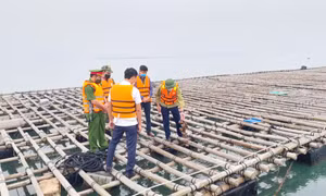 Nhiều khó khăn trong việc giao khu vực biển để NTTS ở Đầm Hà
