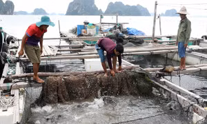 Sẽ nghiên cứu, đề xuất sửa đổi Nghị định 11/2021/NĐ-CP về việc giao các khu vực biển cho tổ chức, cá nhân khai thác, sử dụng tài nguyên biển